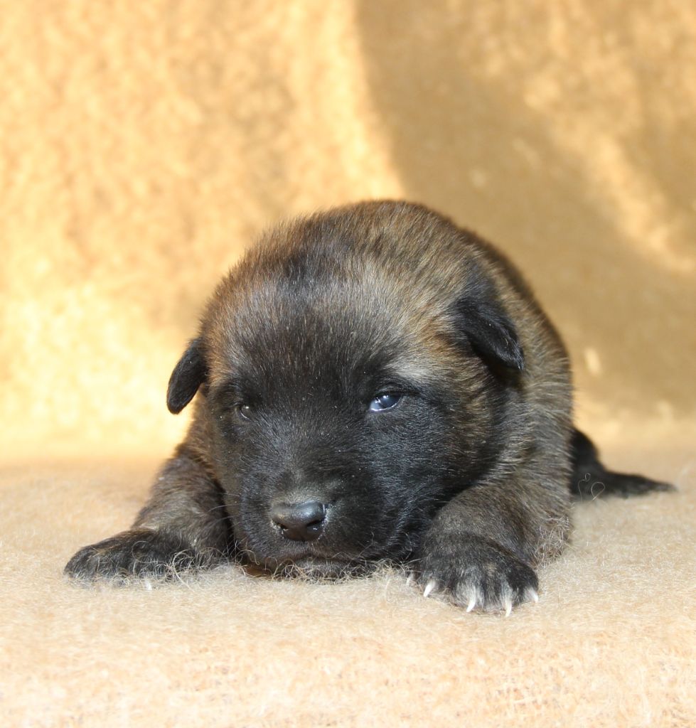 du Paradis des Edelweiss - Chiots disponibles - Berger Belge