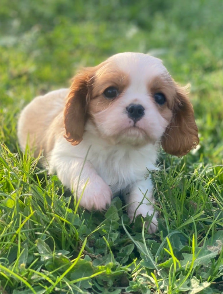 Du Mas De Dixie - Cavalier King Charles Spaniel - Portée née le 17/11/2024