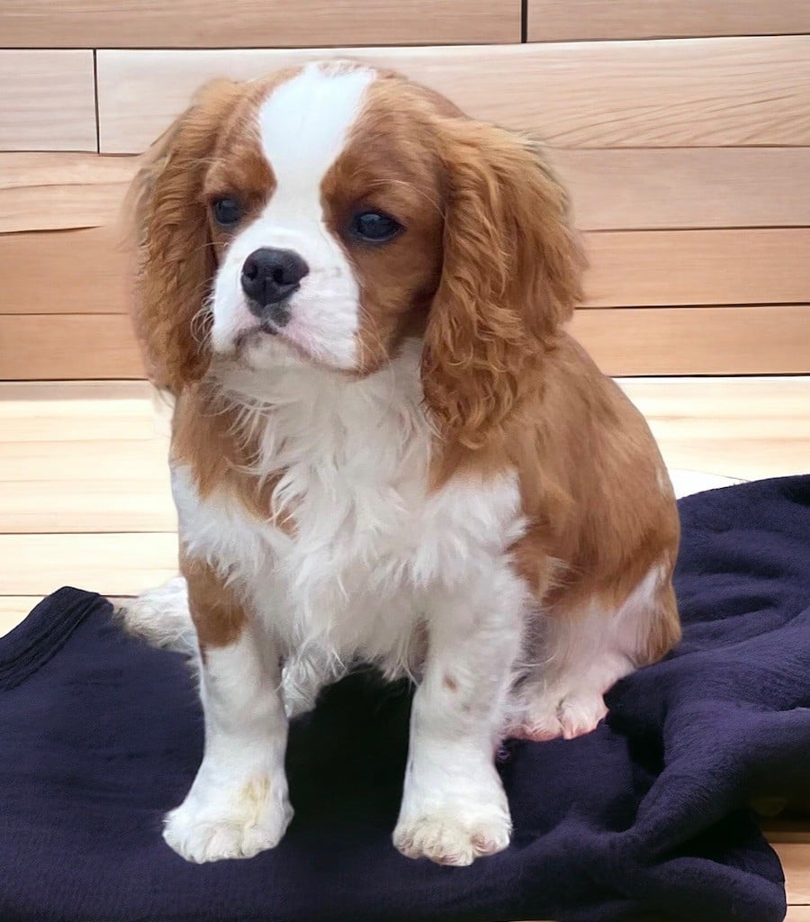 Du Mas De Dixie - Chiots disponibles - Cavalier King Charles Spaniel