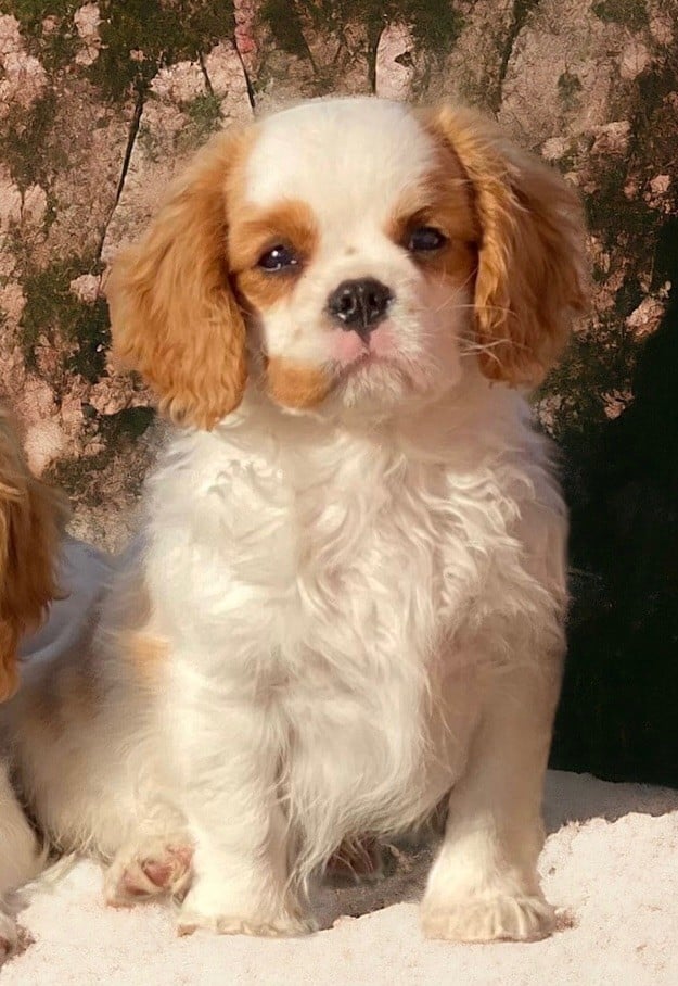 Du Mas De Dixie - Chiots disponibles - Cavalier King Charles Spaniel