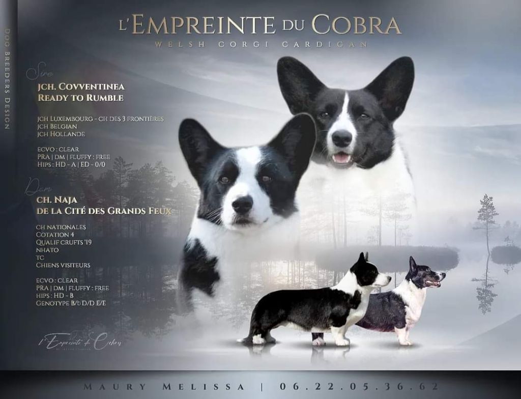 De L'Empreinte Du Cobra - Welsh Corgi Cardigan - Portée née le 24/09/2021