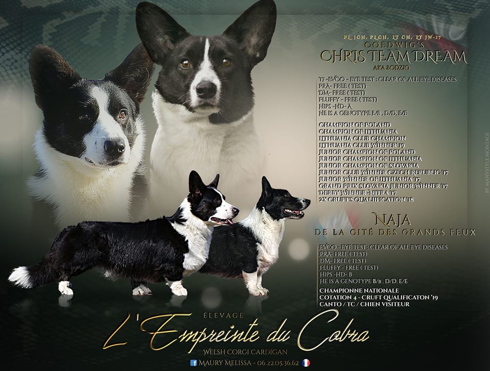 De L'Empreinte Du Cobra - Welsh Corgi Cardigan - Portée née le 04/03/2020