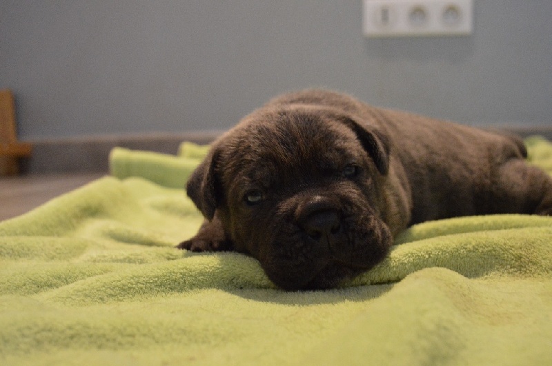 Au Royaume De Delio - Cane Corso - Portée née le 22/07/2014