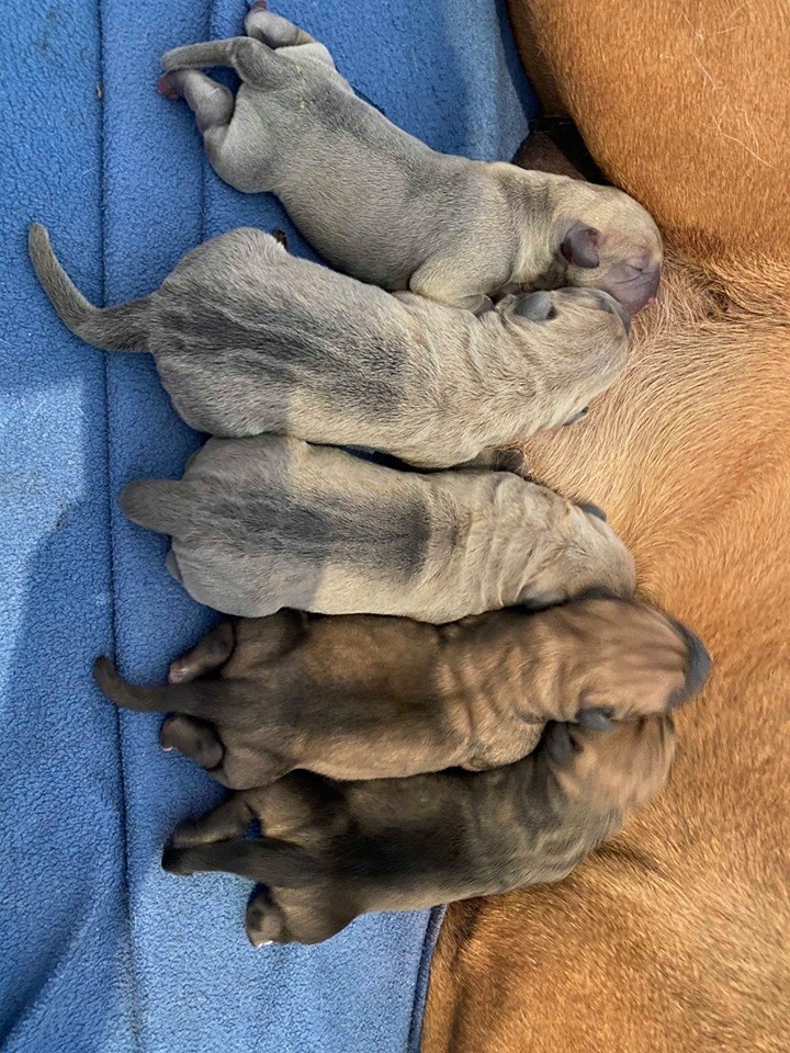 Au Royaume De Delio - Cane Corso - Portée née le 30/11/2019