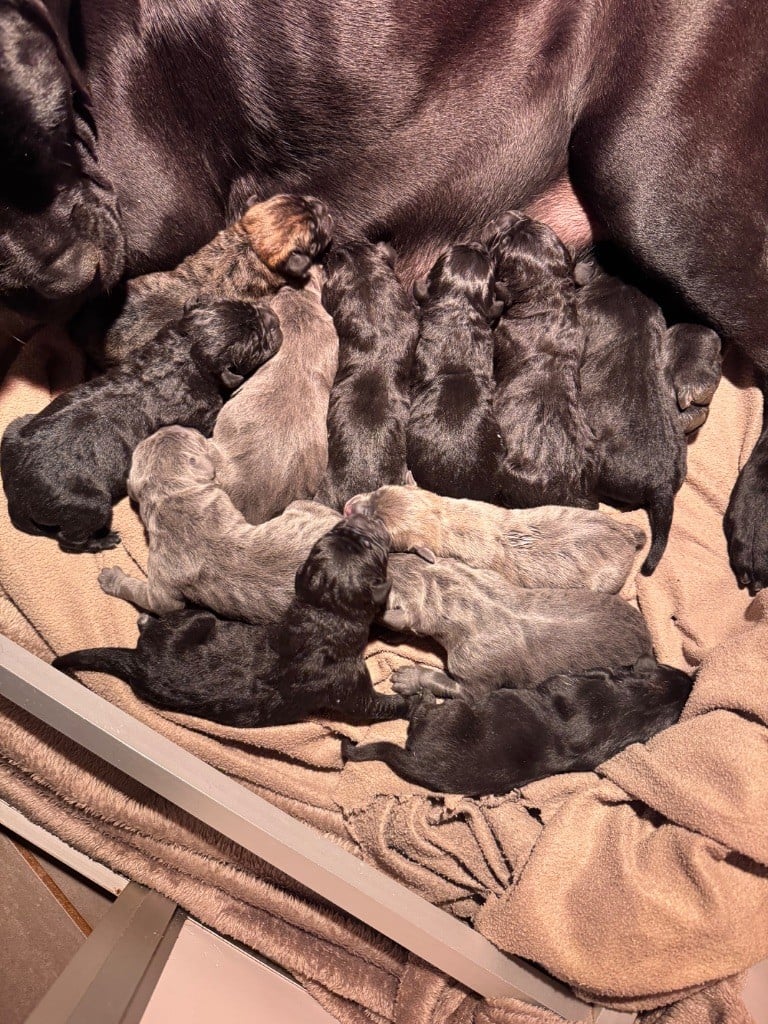 Au Royaume De Delio - Cane Corso - Portée née le 02/12/2024