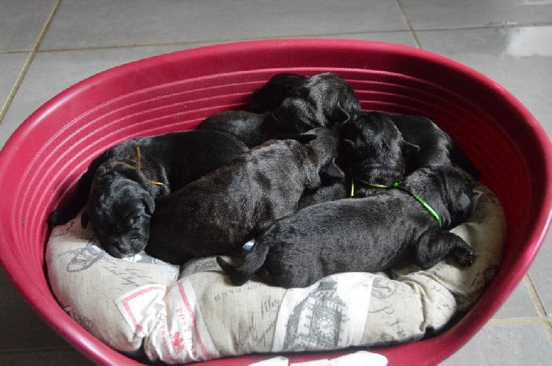 Au Royaume De Delio - Cane Corso - Portée née le 08/10/2015