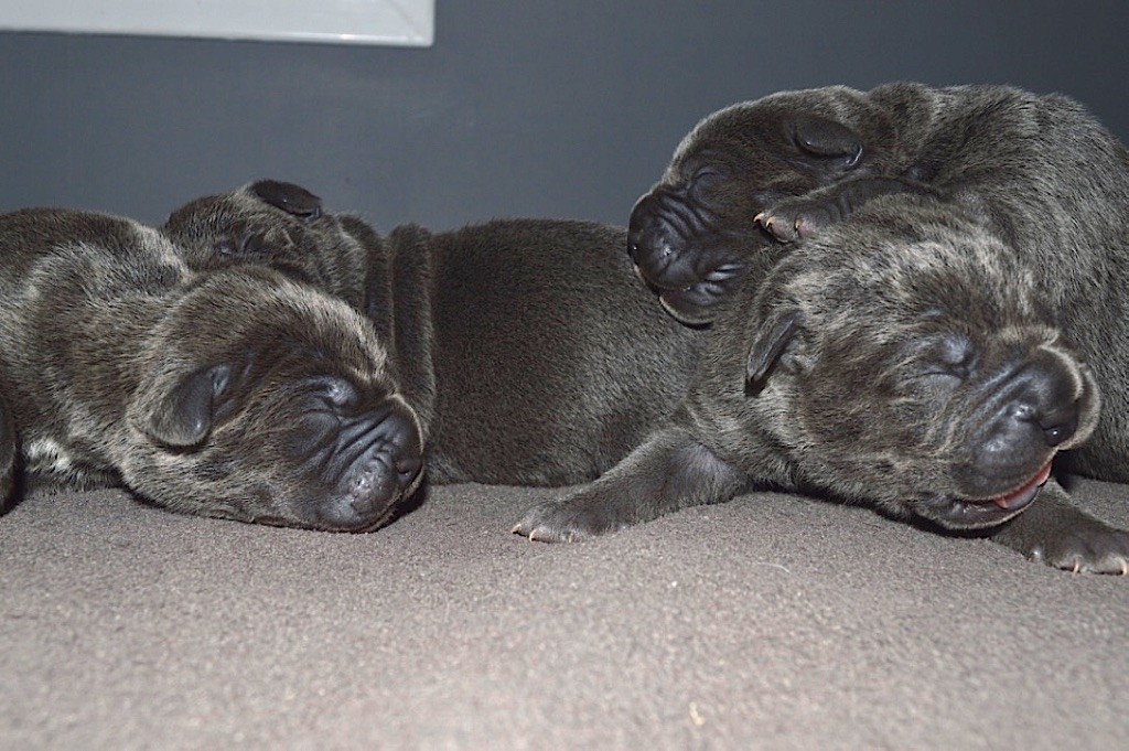 Au Royaume De Delio - Cane Corso - Portée née le 01/06/2018