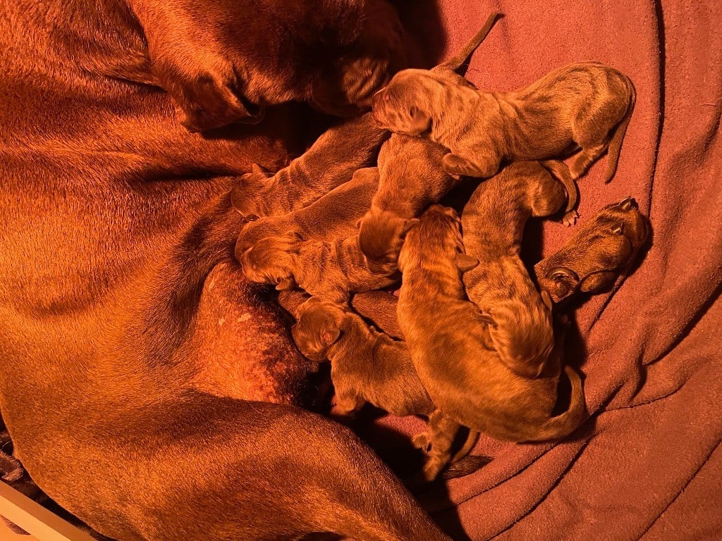 Au Royaume De Delio - Cane Corso - Portée née le 31/03/2023