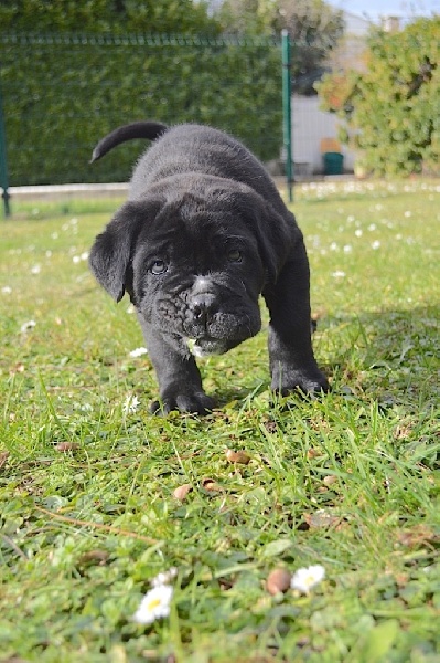 Au Royaume De Delio - Cane Corso - Portée née le 20/11/2016