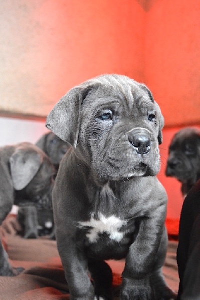 Au Royaume De Delio - Cane Corso - Portée née le 28/12/2016