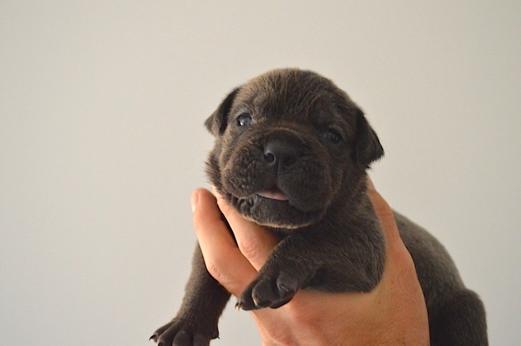 Au Royaume De Delio - Cane Corso - Portée née le 16/08/2017