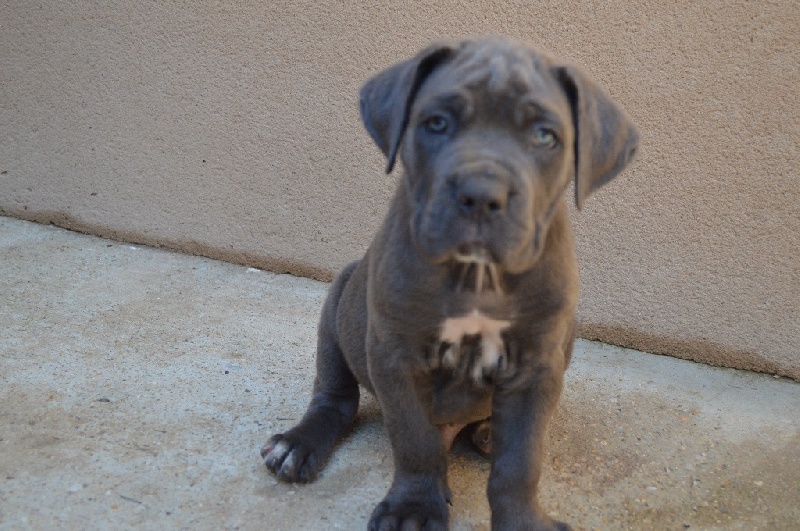 Au Royaume De Delio - Cane Corso - Portée née le 28/04/2015