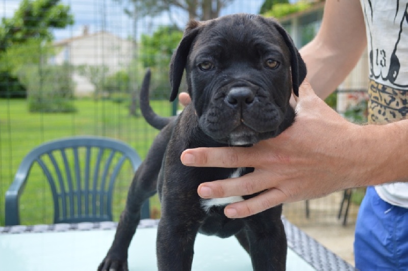 Au Royaume De Delio - Cane Corso - Portée née le 29/03/2016