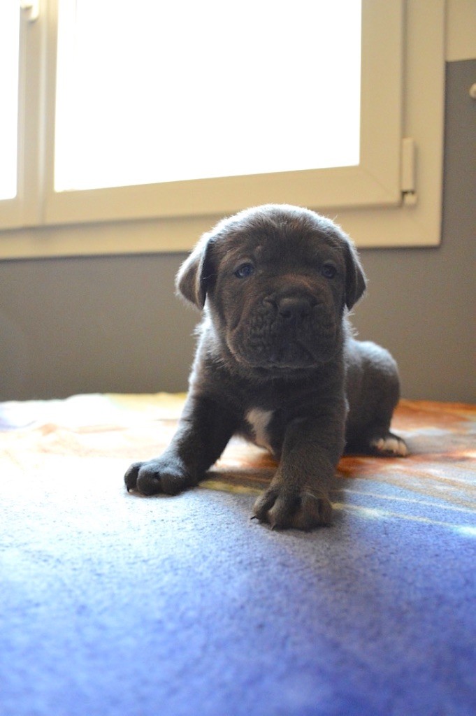 Au Royaume De Delio - Cane Corso - Portée née le 18/04/2018