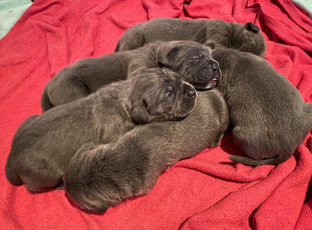 Au Royaume De Delio - Cane Corso - Portée née le 26/11/2019