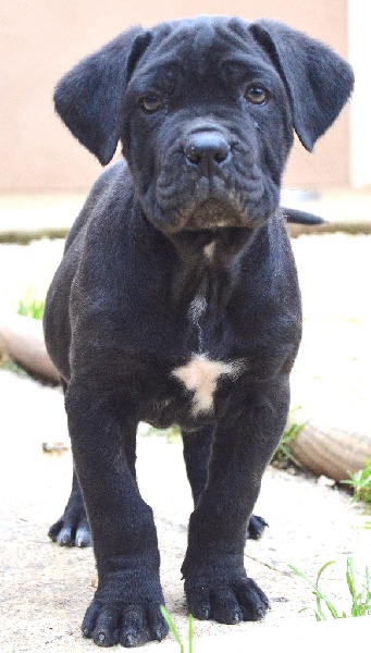 Au Royaume De Delio - Cane Corso - Portée née le 22/10/2015