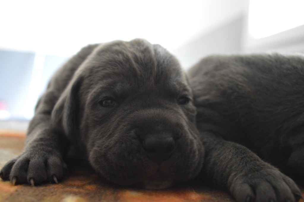 Au Royaume De Delio - Cane Corso - Portée née le 23/08/2017