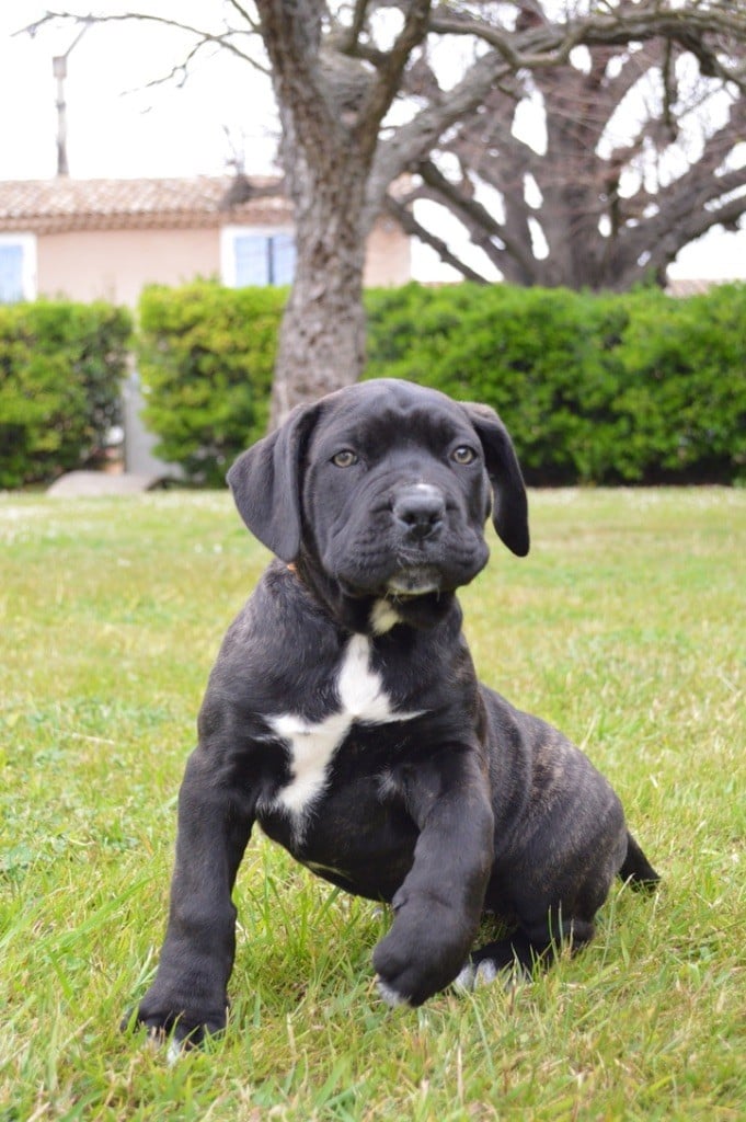 Au Royaume De Delio - Cane Corso - Portée née le 15/02/2020