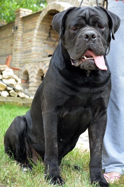 Au Royaume De Delio - Cane Corso - Portée née le 07/10/2014