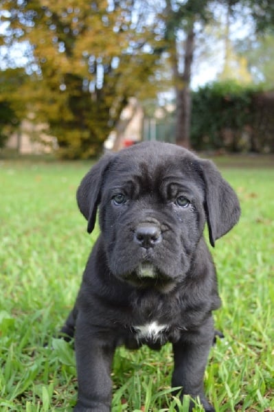 Au Royaume De Delio - Cane Corso - Portée née le 07/10/2016