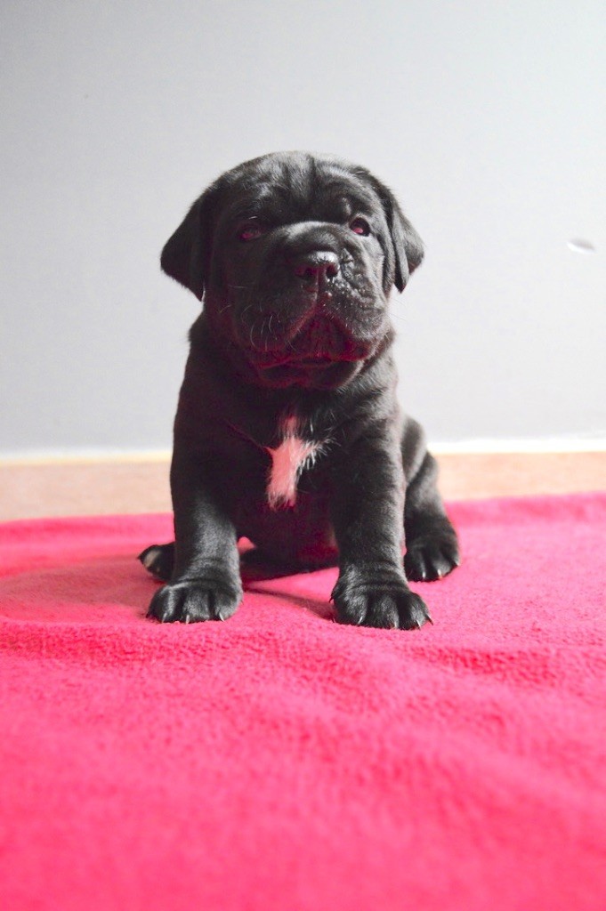 Au Royaume De Delio - Cane Corso - Portée née le 31/03/2020