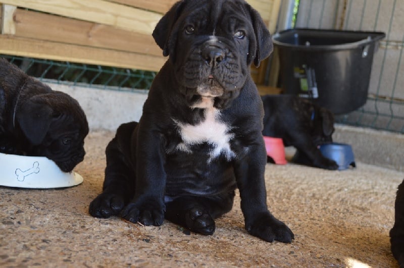 Au Royaume De Delio - Cane Corso - Portée née le 10/07/2014