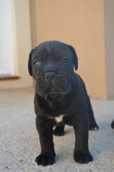 Au Royaume De Delio - Cane Corso - Portée née le 31/05/2016