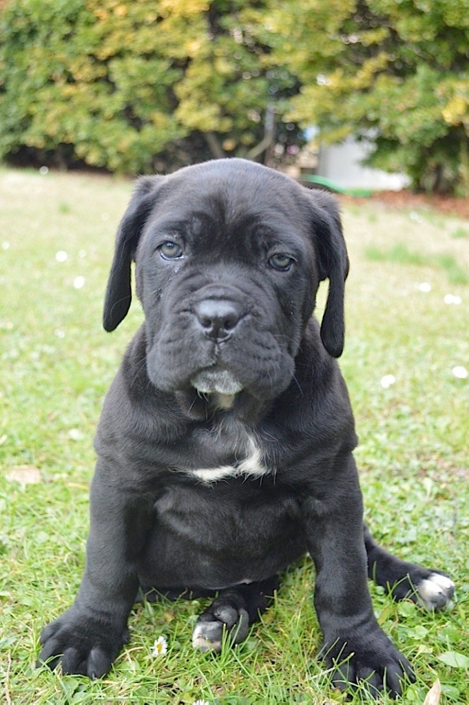 Au Royaume De Delio - Cane Corso - Portée née le 10/01/2017