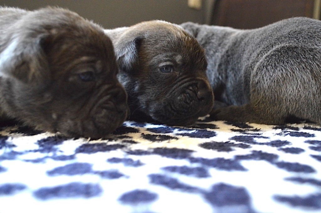 Au Royaume De Delio - Cane Corso - Portée née le 30/09/2022