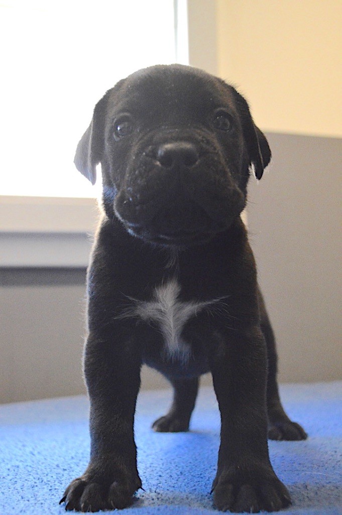 Au Royaume De Delio - Cane Corso - Portée née le 06/09/2019