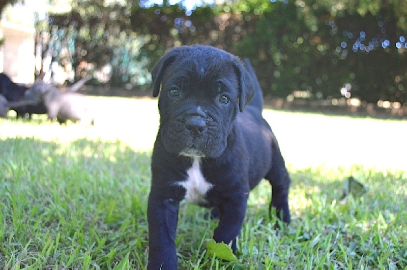 Au Royaume De Delio - Cane Corso - Portée née le 12/06/2016