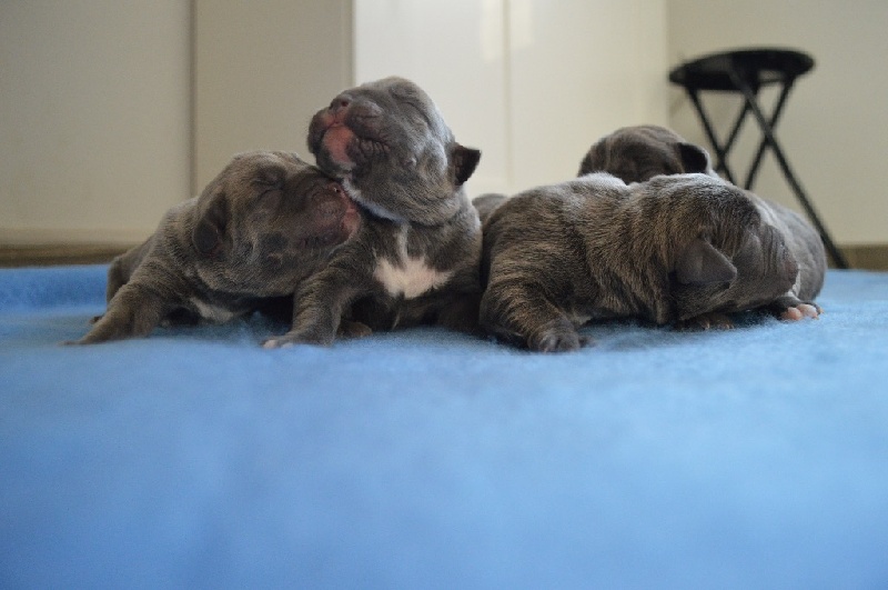 Au Royaume De Delio - Cane Corso - Portée née le 07/02/2015