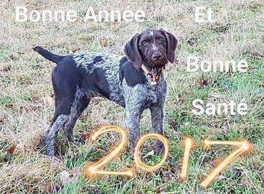 Bonne Année 2017