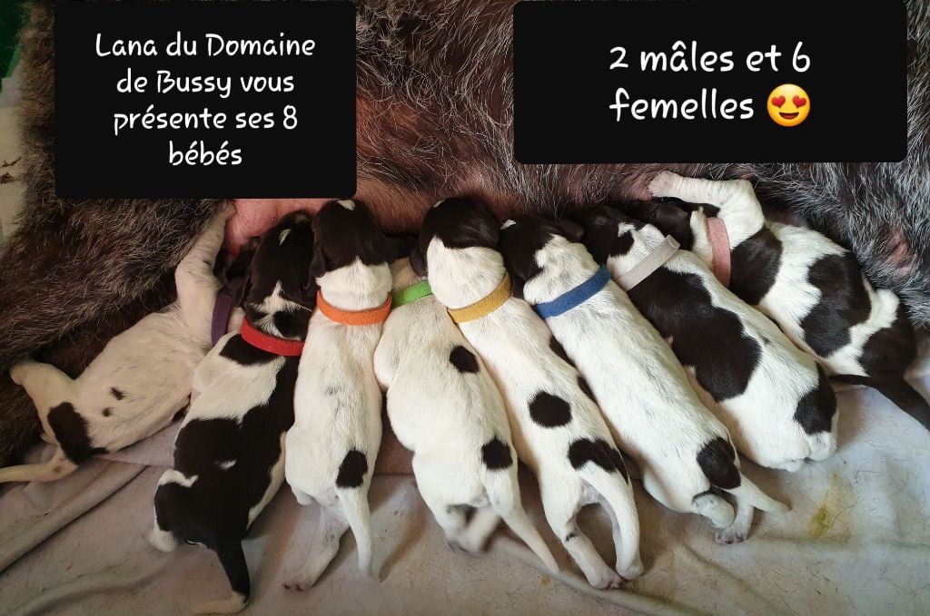 Du Domaine De Bussy - Chien d'arrêt allemand à poil dur - Portée née le 08/06/2019