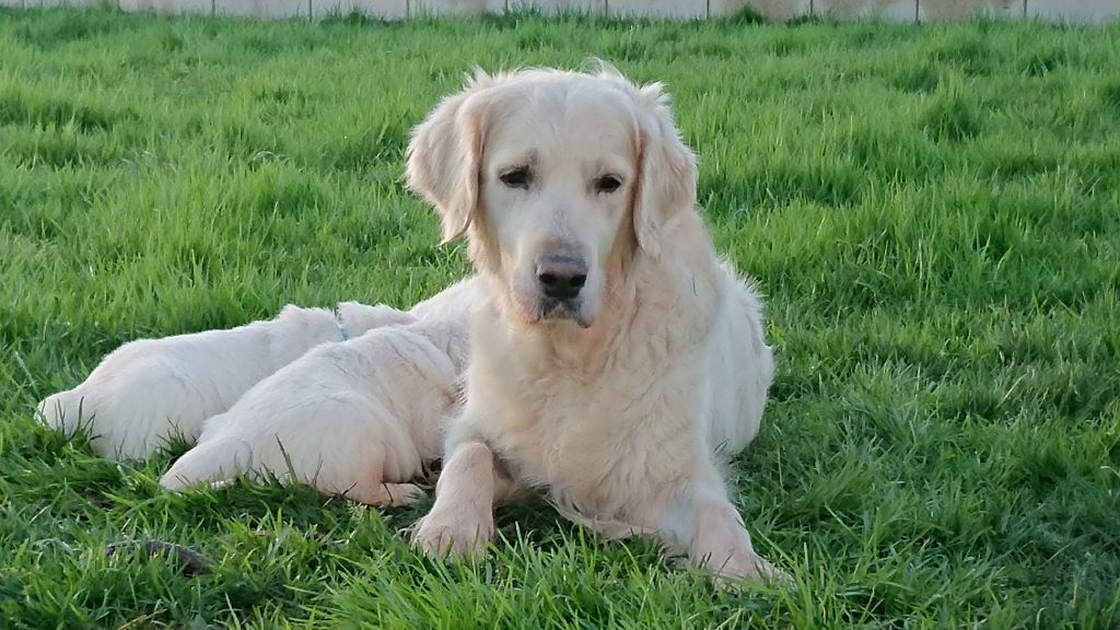 Glazik En Aour Melen - Golden Retriever - Portée née le 11/12/2017