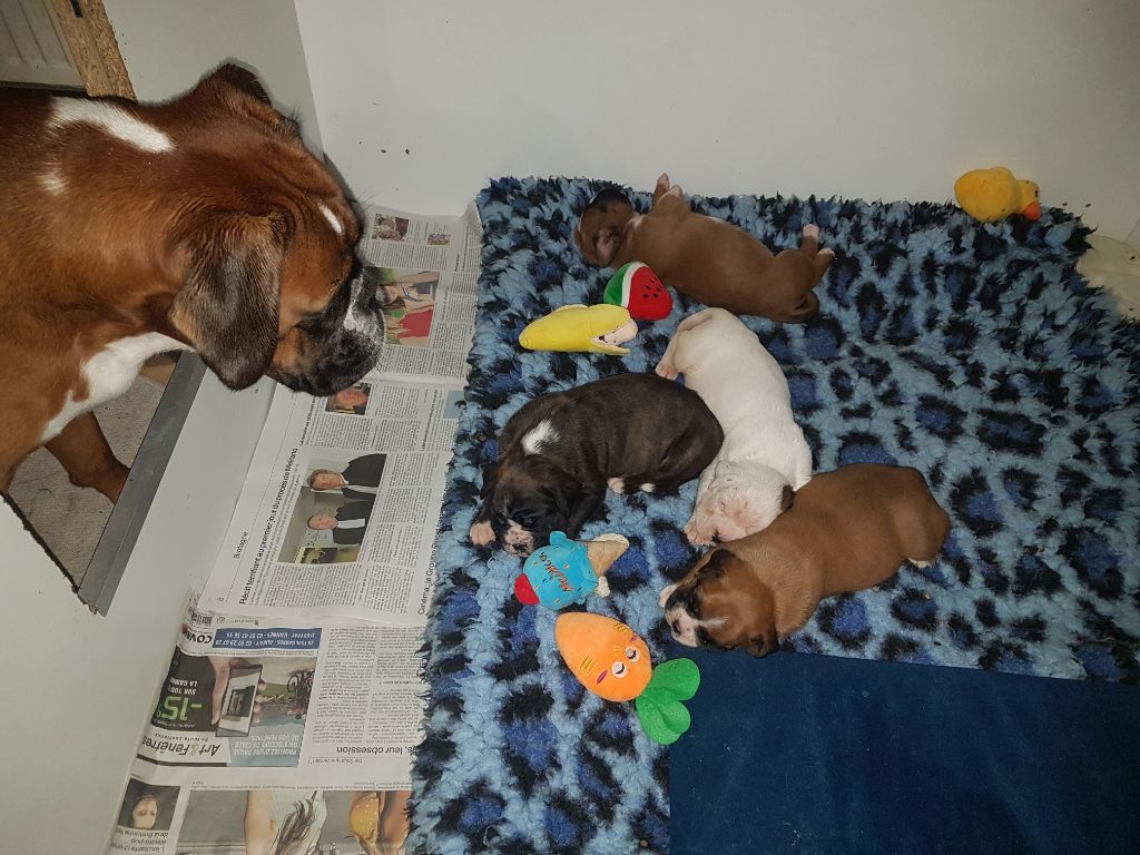 Chiot Boxer des murmures de l'océan