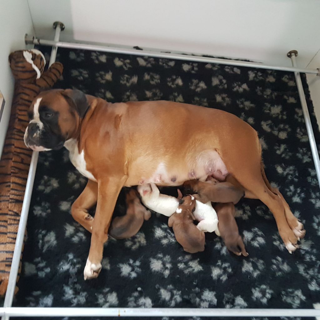 Chiot Boxer des murmures de l'océan