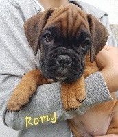 ROMY