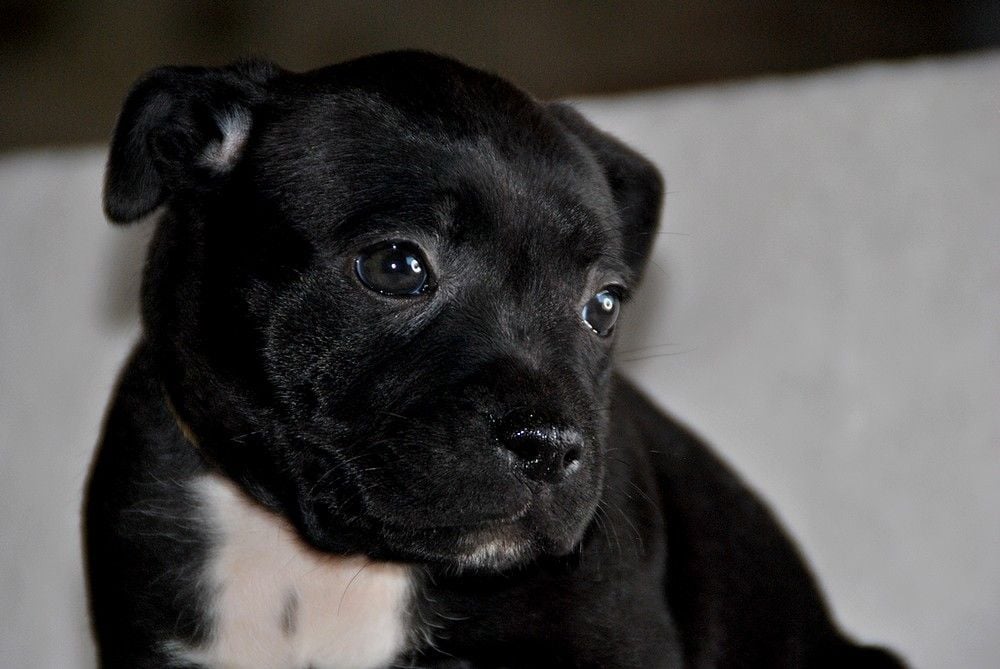 de la maison des fées - Chiots disponibles - Staffordshire Bull Terrier