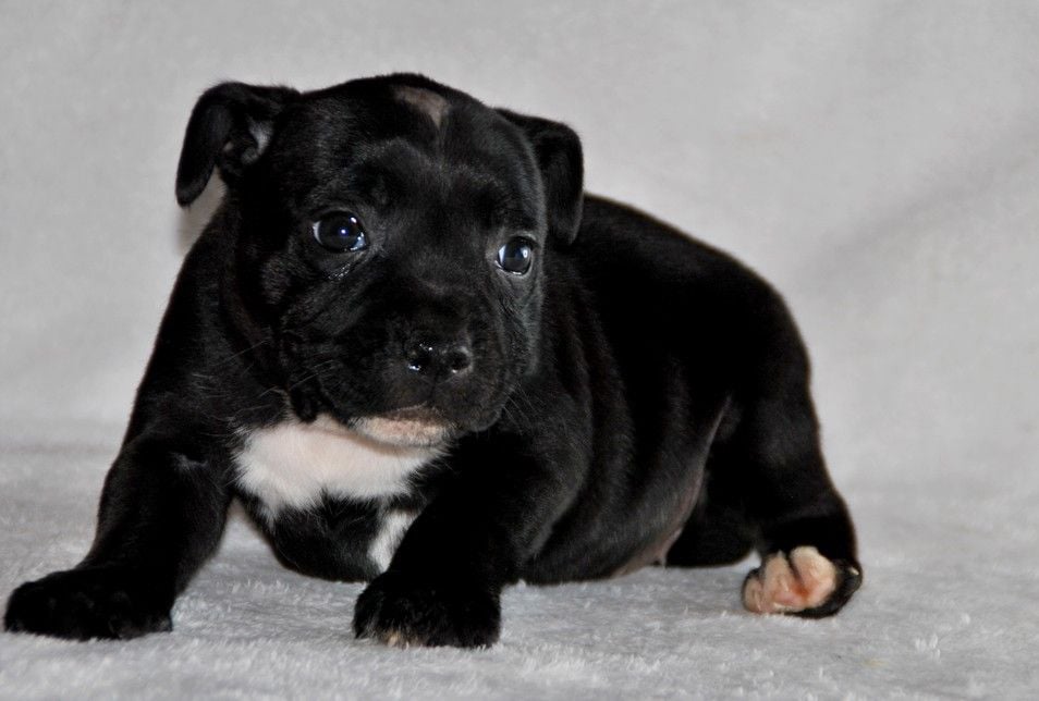 de la maison des fées - Chiots disponibles - Staffordshire Bull Terrier