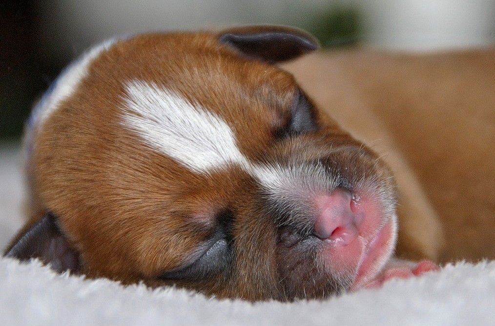 de la maison des fées - Staffordshire Bull Terrier - Portée née le 29/03/2022