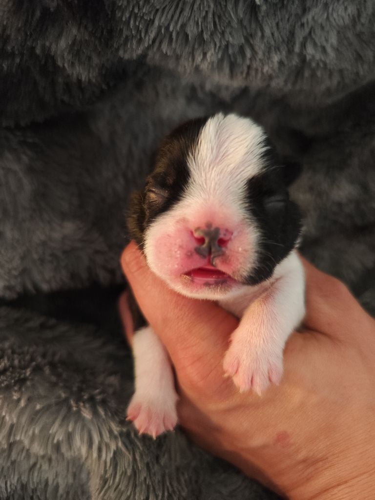 Von Narkos - Chiots disponibles - Boston Terrier