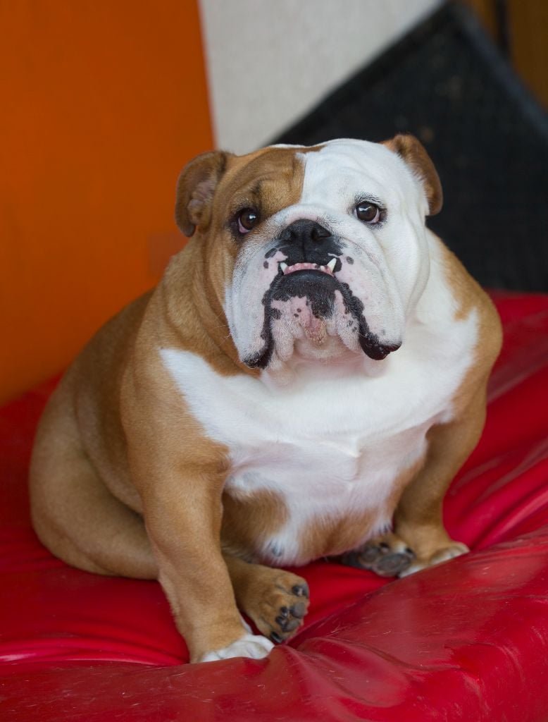 De La Combe Rousse - Chiots Bulldogs HUU clear 