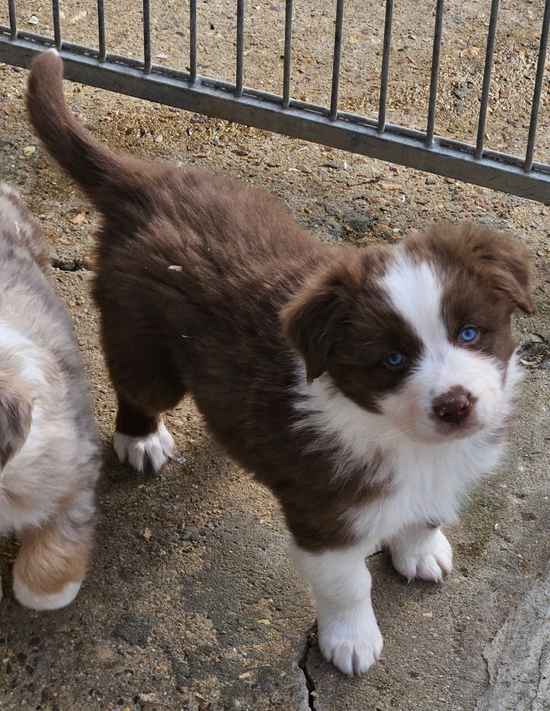 D'amour de la barbottiere - Chiots disponibles - Berger Australien