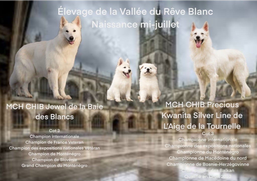 De La Vallée Du Rêve Blanc - Gestation confirmée 