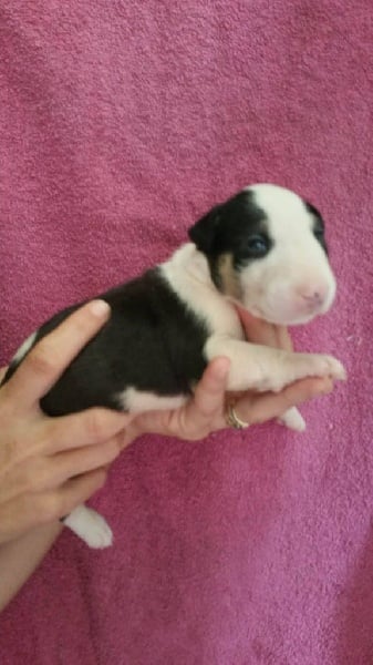 An'gharad's Bull - Chiots disponibles - Bull Terrier