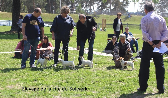 De La Cité Du Bolwerk - Meilleurs lot reproducteur a la Regionale d'elevage de  Fontainebleau