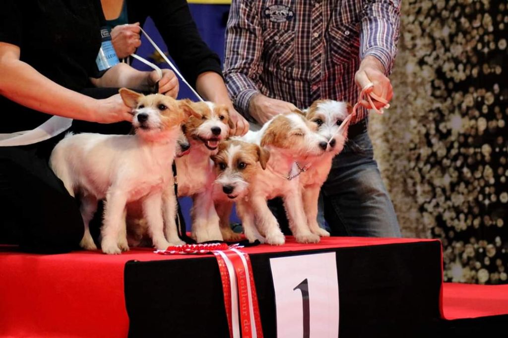 Meilleur meute  a l exposition  canine Nationale  de Metz 2019