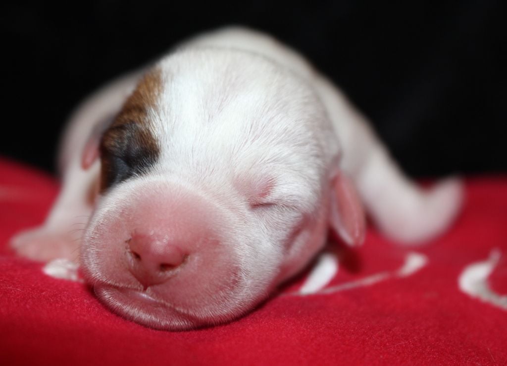 De La Cité Du Bolwerk - Chiots disponibles - Parson Russell Terrier