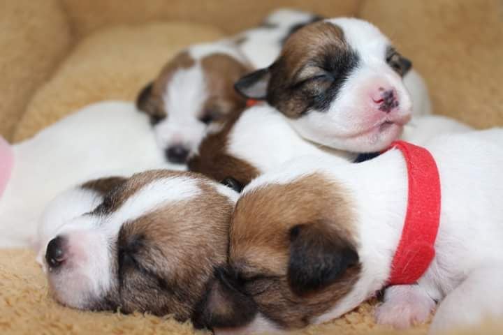 De La Cité Du Bolwerk - Jack Russell Terrier - Portée née le 25/05/2018